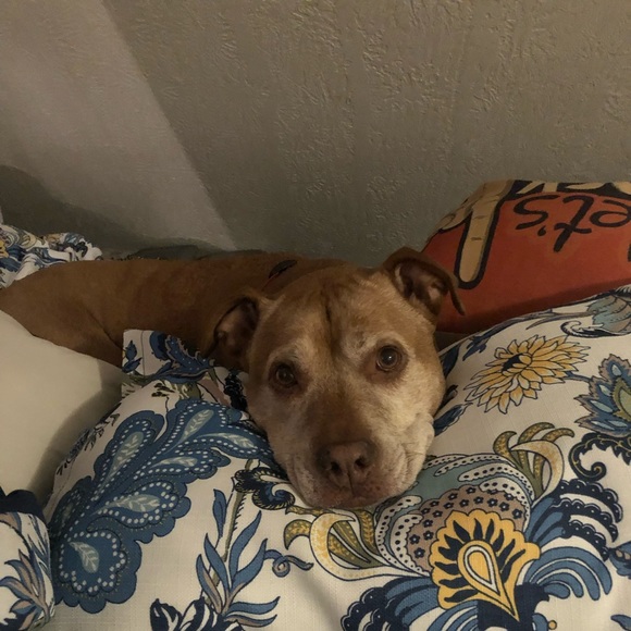 Meet your Posher, Jeanie - Picture 14 of 16